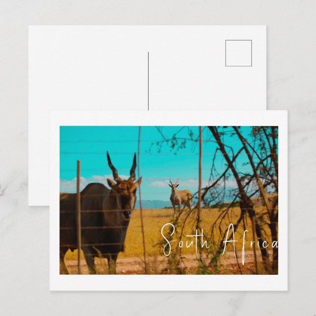 Eland Antelope Animal South Africa ZA Postcard (Front/Back)