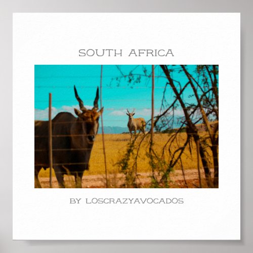 Eland Antelope Animal South Africa ZA Poster