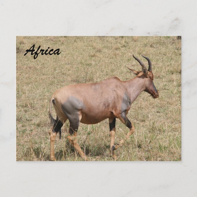 eland postcard (Front)