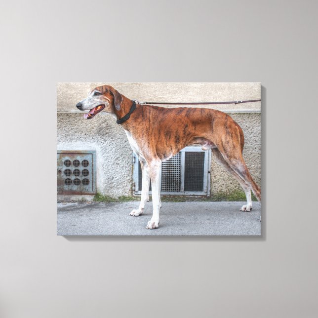 Elder Brindle Greyhound Canvas Print (Front)