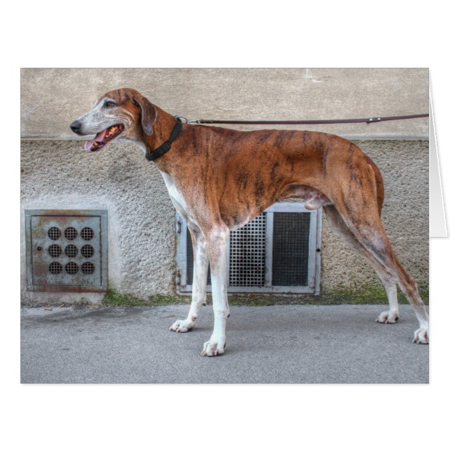 Elder Brindle Greyhound Cards (Front Horizontal)