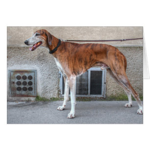 Elder Brindle Greyhound Cards