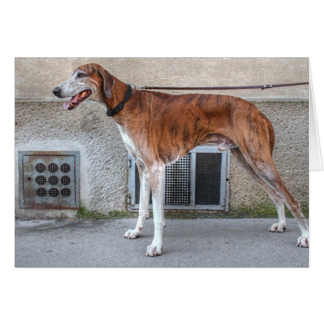 Elder Brindle Greyhound Cards (Front Horizontal)