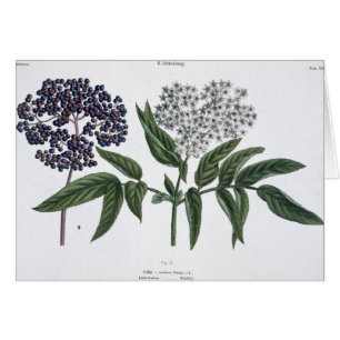 Elder, fig. 13 from 'The Young Landsman', publishe Cards