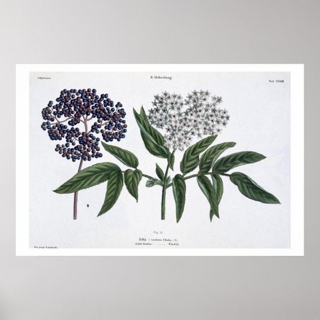 Elder, fig. 13 from 'The Young Landsman', publishe Poster (Front)