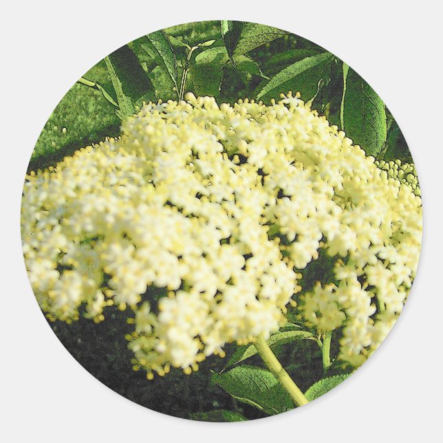 Elderberry Blooms Stickers (Front)