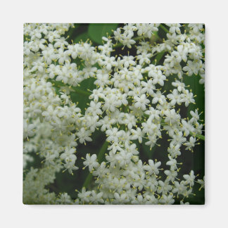 Elderberry Blossoms Magnet