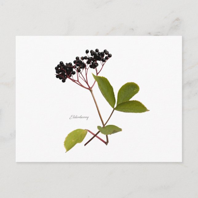 Elderberry Postcard (Front)