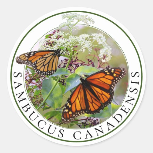 Elderberry Sambucus and Monarch Butterfly Classic Round Sticker