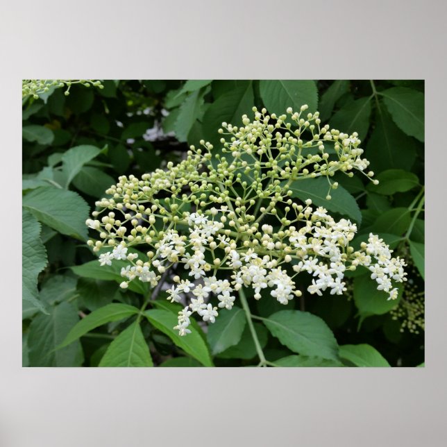 elderflower poster (Front)
