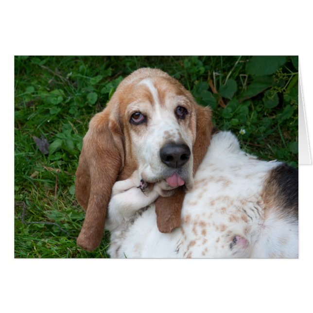 Elderly Basset Cards (Front Horizontal)