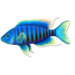 Electric Blue African Peacock Cichlid Fish Pin Statuette<br><div class="desc">Original fine art design of Haplochromis ahli or the Electric Blue Peacock Cichlid by artist Carolyn McFann of Two Purring Cats Studio printed on a quality acrylic pin brooch for all who like African cichlids and other freshwater tropical aquarium fish.</div>