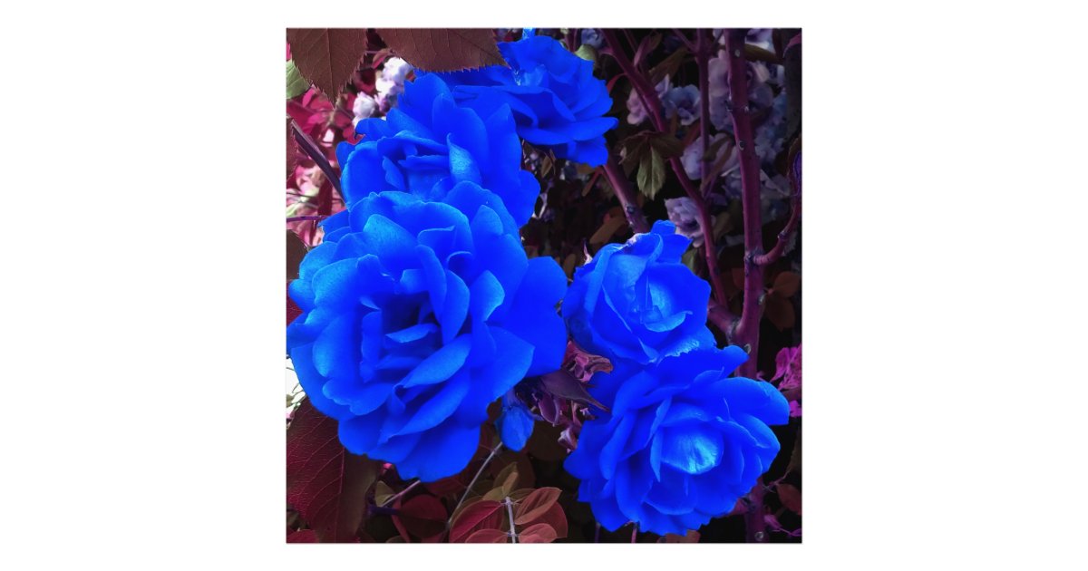 Electric blue Roses Photo Print Zazzle