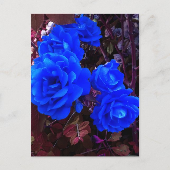 Electric blue Roses  Postcard (Front)