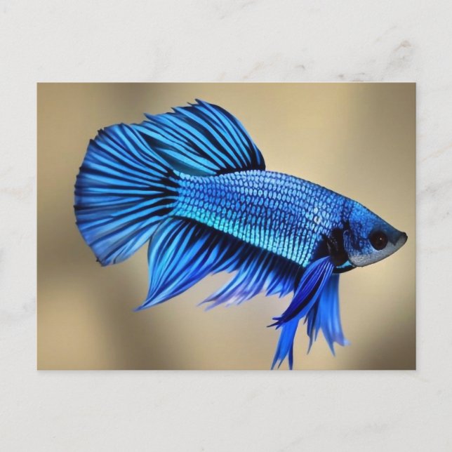 Electric Blue Siamese Fighting Fish Postcard (Front)
