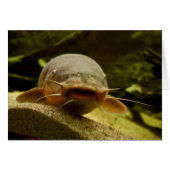 Electric catfish (Front Horizontal)