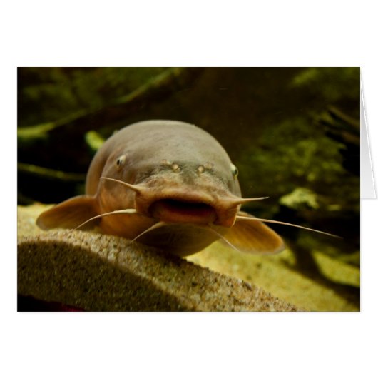 Electric catfish (Front Horizontal)