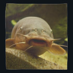 Electric catfish bandana<br><div class="desc">Malapterurus electricus in aquarium. Photography.</div>