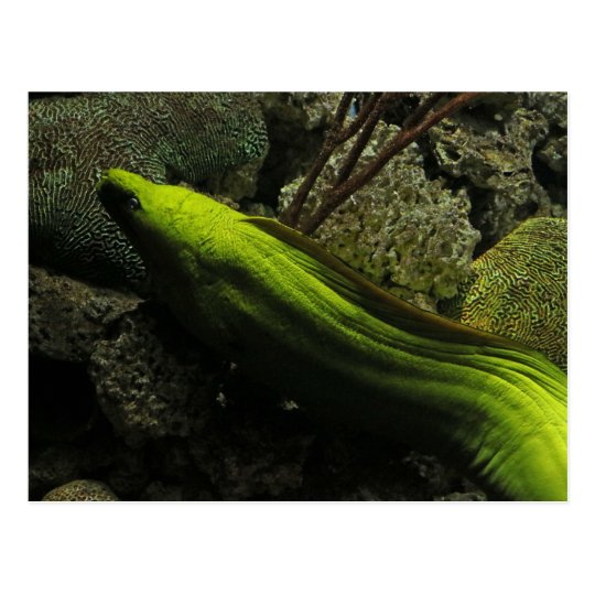 How do electric eels work image