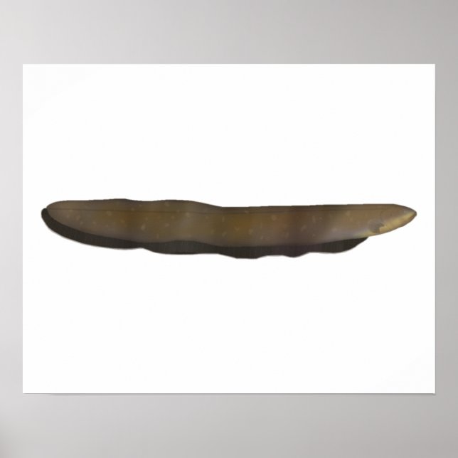 Electric Eel Poster (Front)