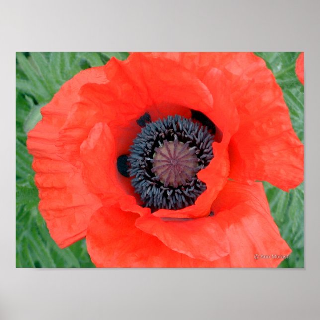 Electric Poppy Poster (Front)