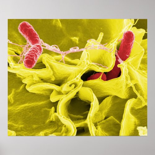 Electron Micrograph Showing Salmonella Typhimurium Poster