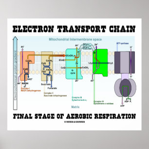 Electron Transport Chain Final Stage Of Aerobic Poster