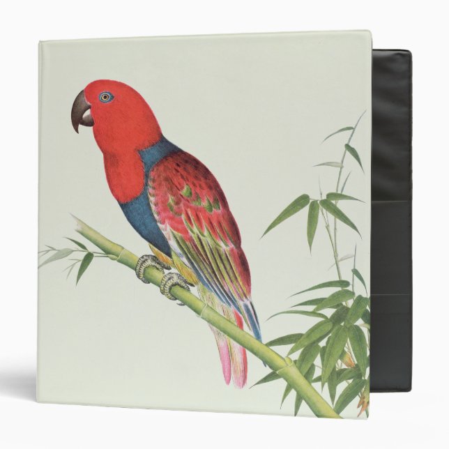 Electus Parrot, on a bamboo shoot Binder (Front/Inside)