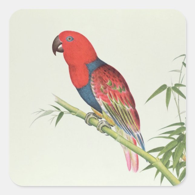 Electus Parrot, on a bamboo shoot Square Sticker (Front)
