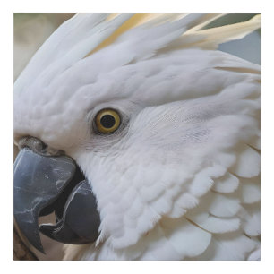 Elegance in White: The Majestic Aussie Cockatoo Faux Canvas Print