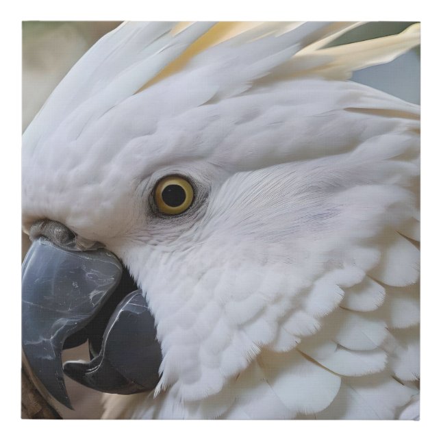 Elegance in White: The Majestic Aussie Cockatoo Faux Canvas Print (Front)