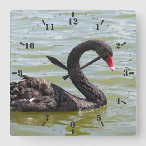 Elegance of Black Swan Square Wall Clock