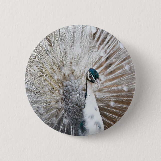 Elegant Albino Peacock Pinback Button (Front)