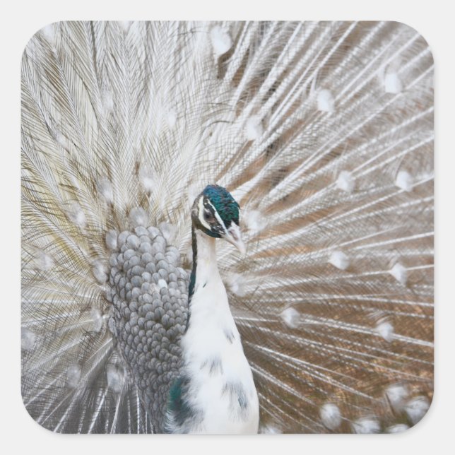 Elegant Albino Peacock Square Sticker (Front)