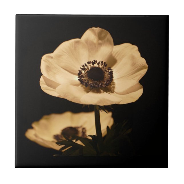 Elegant Anemone Flower Black Ceramic Tile (Front)
