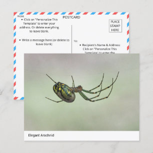  Elegant Arachnid - Nature’s Artistic Weaver Postc Postcard
