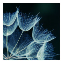 Elegant Artistic Floral Abstract Blue Dandelion