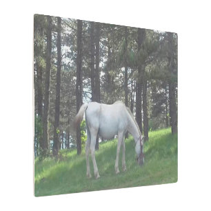 Elegant Beautiful White Horse Original Art