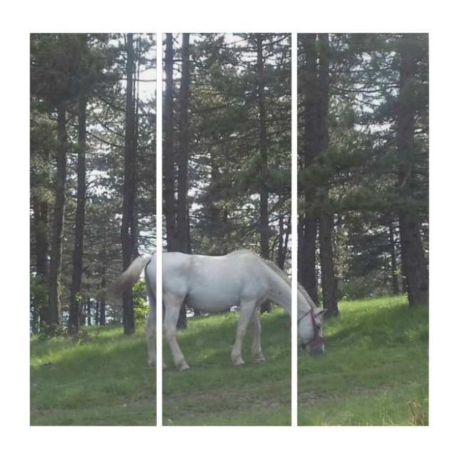 Elegant Beautiful White Horse Original Art (Front)