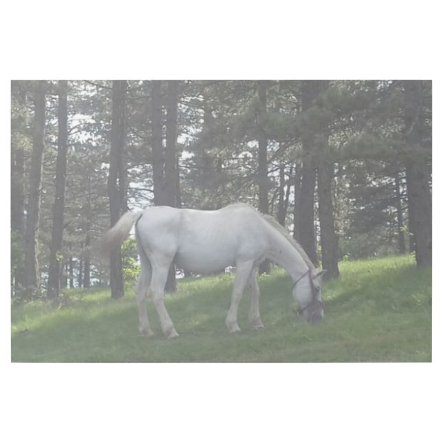 Elegant Beautiful White Horse Original Art (Front)