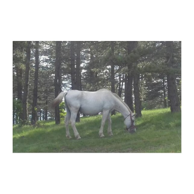 Elegant Beautiful White Horse Original Art (Front)