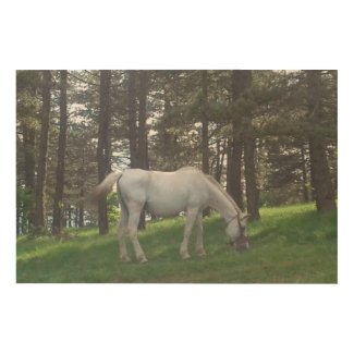 Elegant Beautiful White Horse Original Art