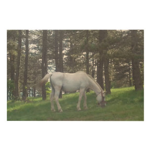 Elegant Beautiful White Horse Original Art