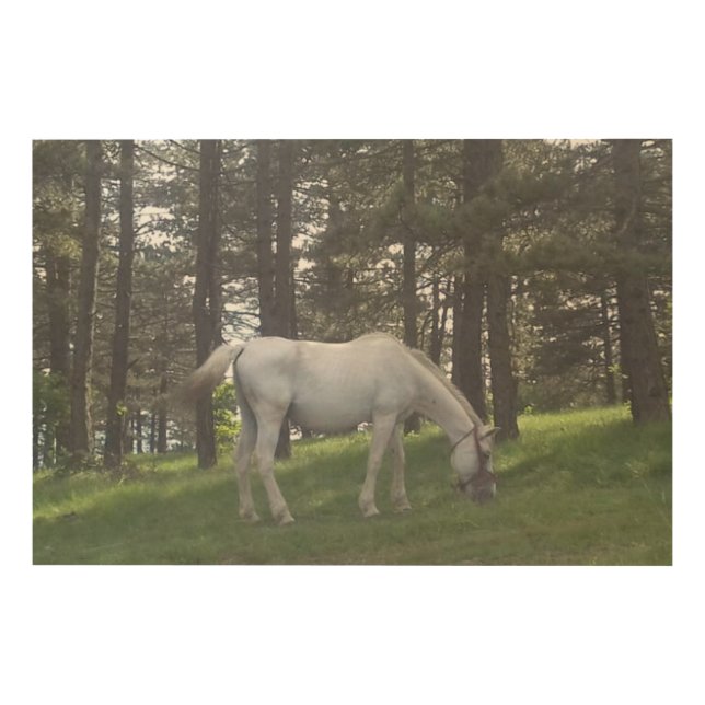 Elegant Beautiful White Horse Original Art (Front)
