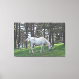Elegant Beautiful White Horse Original Art Canvas Print