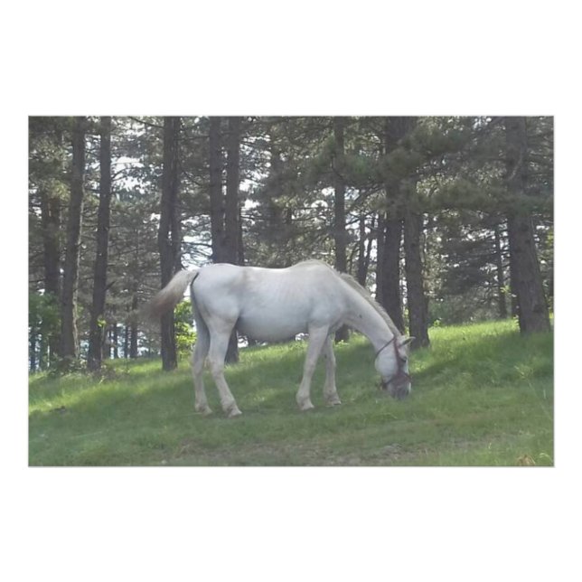 Elegant Beautiful White Horse Original Art Photo Print (Front)