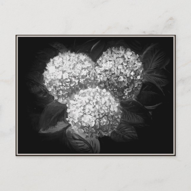 Elegant Black and White Hydrangea Paper Products Postcard (Front)