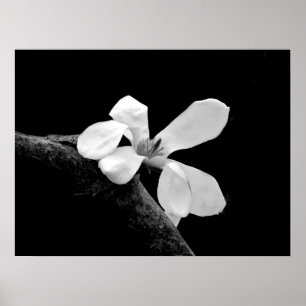 Elegant Black and White Magnolia Poster