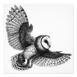 Elegant Black White Barn Owl Illustration Photo Print