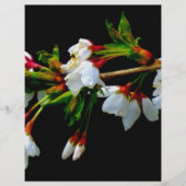 Elegant Black White flowering white Blossom (Front)